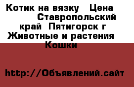 Котик на вязку › Цена ­ 1 000 - Ставропольский край, Пятигорск г. Животные и растения » Кошки   